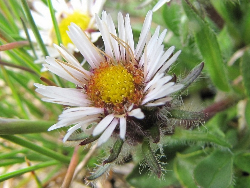 Erigeron uniflorus / Cespica uniflora